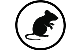 Anti-Mouse