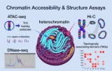 Tests d’accessibilité et de structure de la chromatine