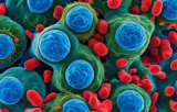 Cellules des maladies pulmonaires