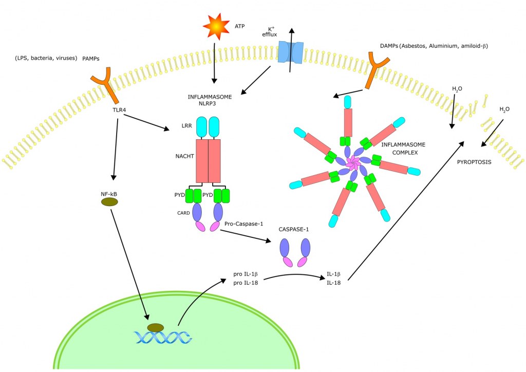 Inflammasome Complex Modelling Inflammasome Oncomedics