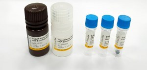 Commandez des anticorps primaires et recevez un kit Western Blot gratuit.