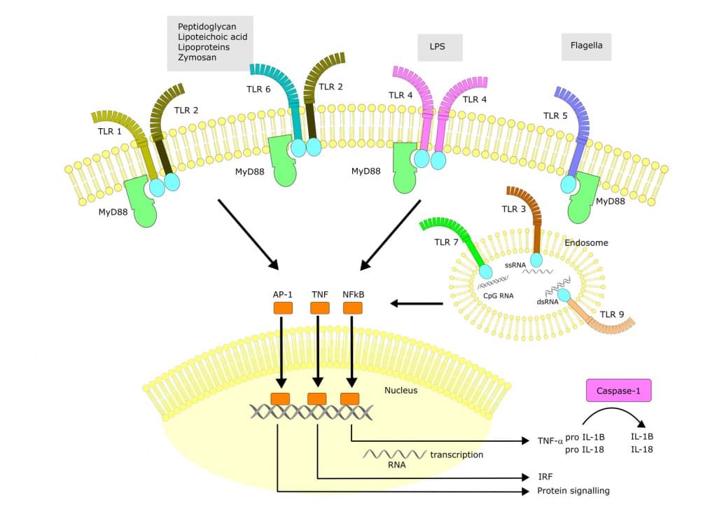 Toll-like Receptors (TLR) Oncomedics
